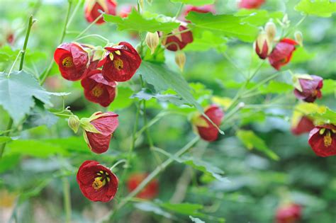 Abutilon Flowering or Parlor Maple Overview