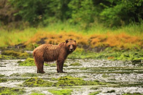 Young Brown Bear Fishing For Spawning Photograph by Stuart Westmorland | Fine Art America