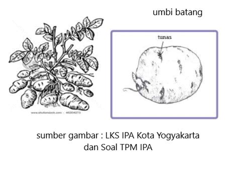 Perkembangbiakan Vegetatif Alami Tumbuhan - Cahaya Mentari