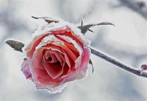 Winterizing Rose Bushes - HubPages