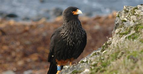 Estos ingeniosos halcones resuelven rompecabezas en las islas Malvinas ...