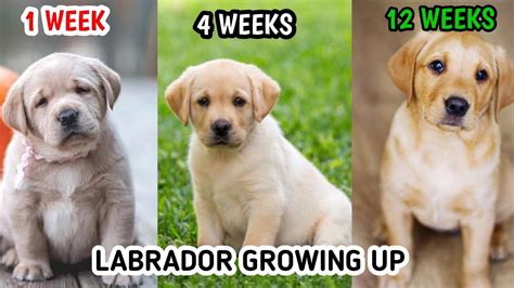 Labrador Growth Chart Lab Weight Chart Size Chart | atelier-yuwa.ciao.jp