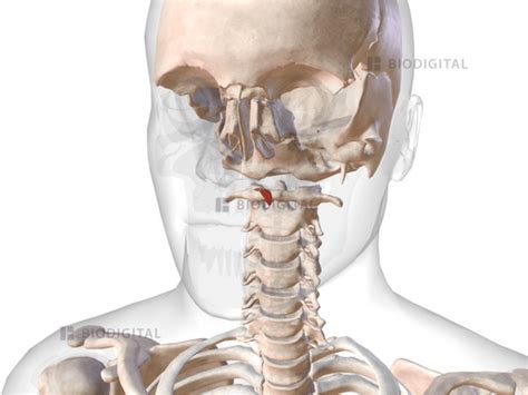 Musculus uvulae | BioDigital Anatomy