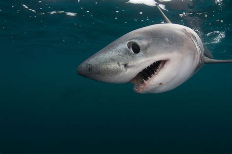 Info-Junction Blog: Porbeagle Shark