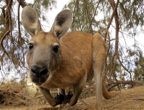 Kangaroo, australia stock photo. Image of brown, mother - 65762984