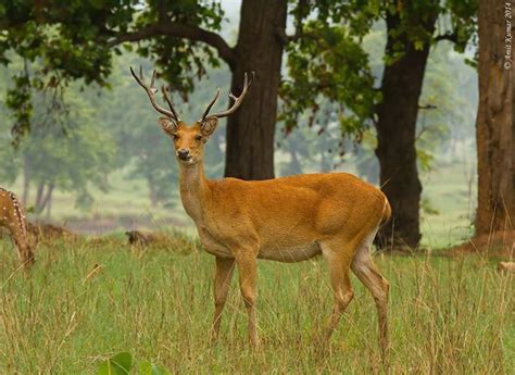 Barasingha | Pugdundee Safaris blog