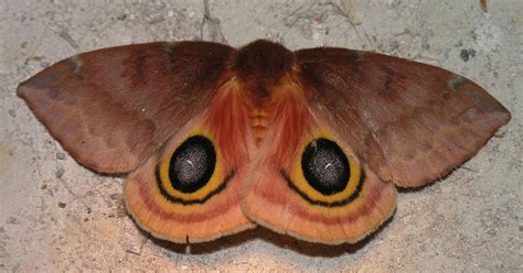 Nature in the Ozarks: Io Moth (Automeris io) Life Cycle