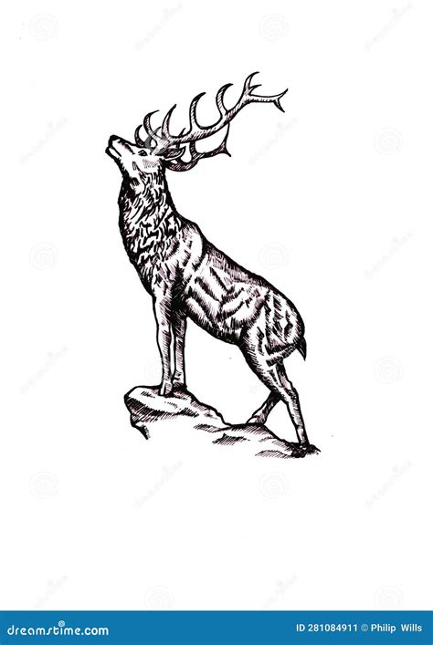 Black and White Illustration of a Stag. Stock Illustration ...