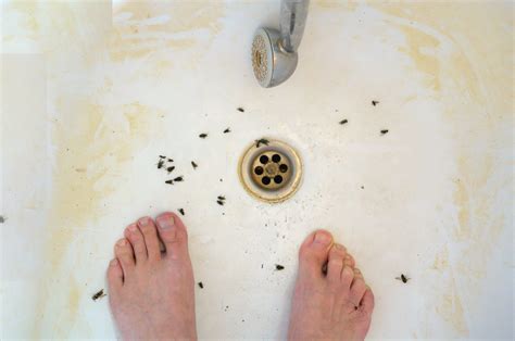 Cleaning 101: Getting Rid of Drain Flies | Terry's Plumbing