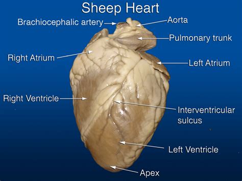 Sheep Heart Anatomy