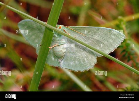 Large emerald moth (Geometra papilionaria) Freshly emerged Female, New Forest, Hampshire Stock ...