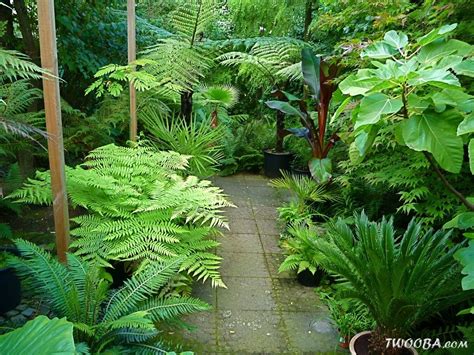 View topic - Tree ferns after 40 years | Small tropical gardens ...