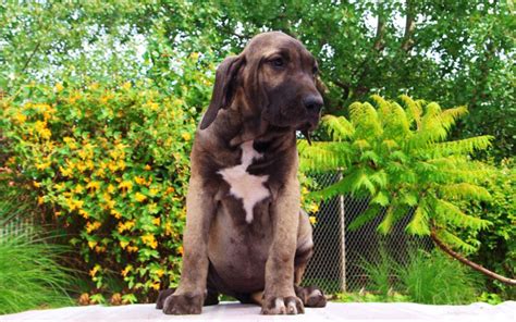 Fila Brasileiro Puppies Breed information & Pictures | Puppies, Puppy ...