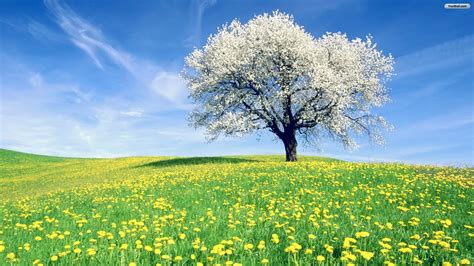 Spring Meadow Wallpaper (63+ images)