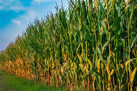 HD wallpaper: field, corn, agriculture, harvest, nature, cornfield ...