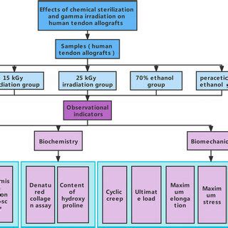 Histology of tendon allografts with different treatments using... | Download Scientific Diagram