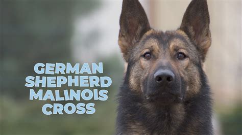 German Shepherd Malinois Mix - Dog Breed Facts and Information - YouTube