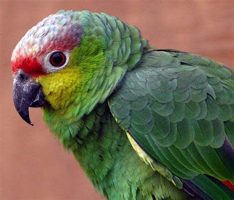 Parrots... Lovely Bird !! - Virtual University of Pakistan