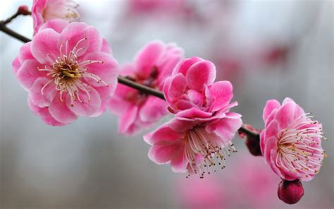 Free photo: Pink Flowers - Bloom, Flower, Pink - Free Download - Jooinn