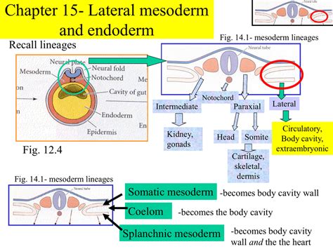 Chapter 15- Lateral mesoderm and endoderm