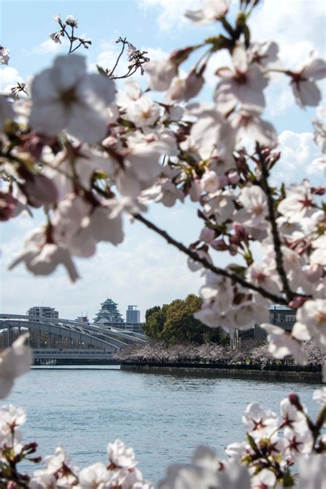 Where to See Cherry Blossoms in Osaka in 2024