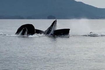 Wildlife Viewing/Whale Watching - Ketchikan, AK | Eagle One Tours