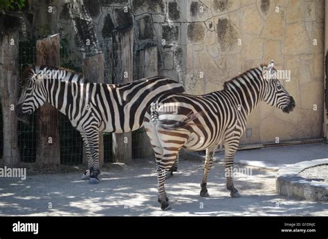 Grant's Zebras at San Antonio Zoo San Antonio Texas Stock Photo - Alamy