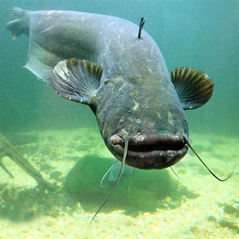 Wels Catfish - Tip of the Mitt Watershed Council