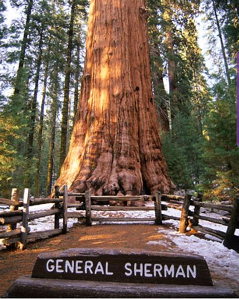 The General Sherman tree, largest tree in the world by volume located in Sequoia National Park ...