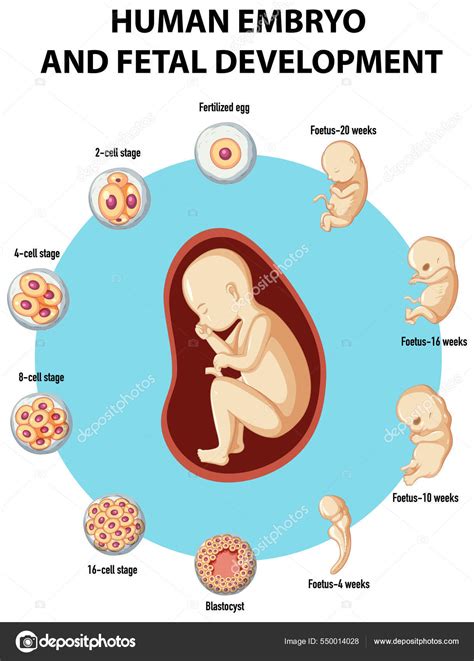 Ludzki Zarodek Rozwój Płodu Ilustracja Infograficzna — Grafika ...