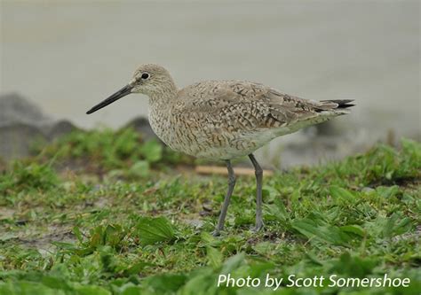 Willet, Tringa semipalmatus, Information and Images