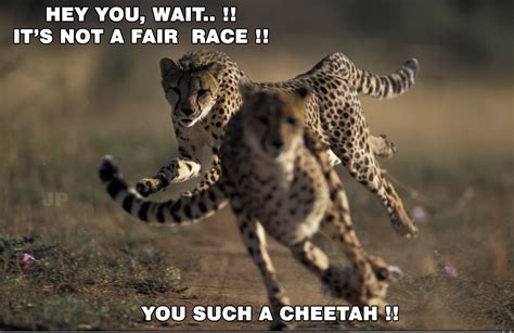 100 Best 🐆'Cheetah' Memes🤣 Gifs - 2023 - 🐆'चीता' Memes🤣 - 🐆'Cheetah' Memes🤣 WhatsApp Group ...