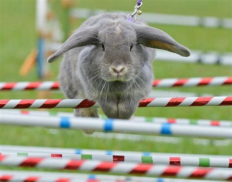 Rabbit 'Marry Lou' clears an obstacle during the Kaninhop (rabbit ...