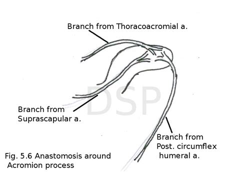 Scapular region - myhumananatomy