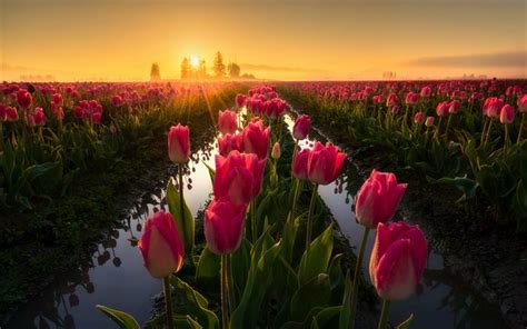 Download wallpapers pink tulips, sunset, flower field, field with ...