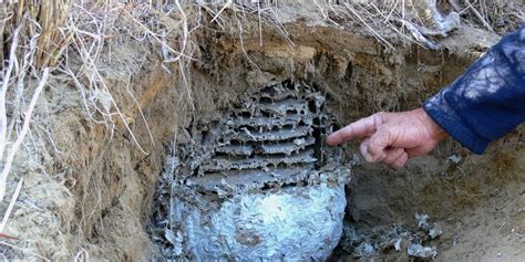 City of Cockburn residents urged to be on guard after 23rd European wasp nest found | Community ...