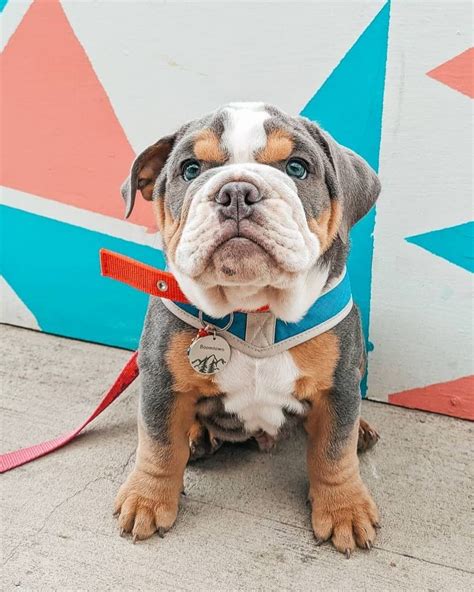 Blue English Bulldog: Get to Know This Rare-Colored Bully