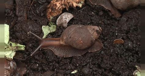 Snail Farming | How Africa News