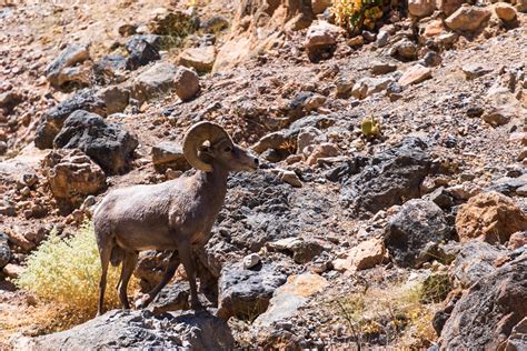 Bighorn Sheep in Death Valley | Flickr