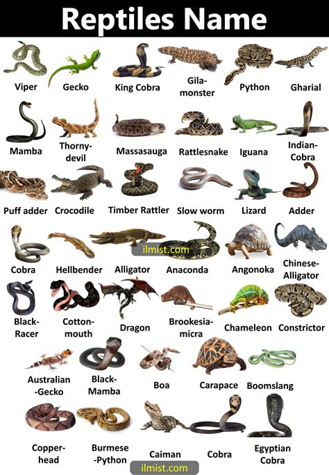 48 Reptiles Names with Pictures - ilmist