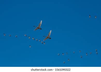 1,335 Tundra Swan Migration Images, Stock Photos & Vectors | Shutterstock