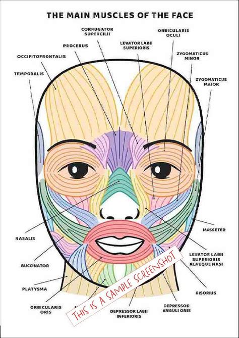 Facial Muscles and Their Functions Guide, PRINTABLE/ INSTANT DOWNLOAD, Chart/ Poster/ Diagram of ...