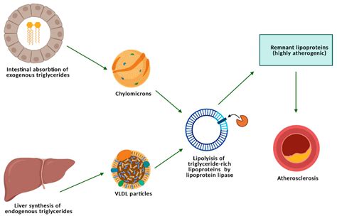 Nutrients | Free Full-Text | Triglyceride-Rich Lipoproteins and Their Remnants as Silent ...