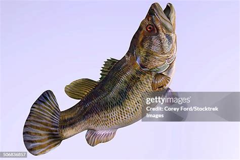 Largemouth Bass Underwater Photos and Premium High Res Pictures - Getty Images