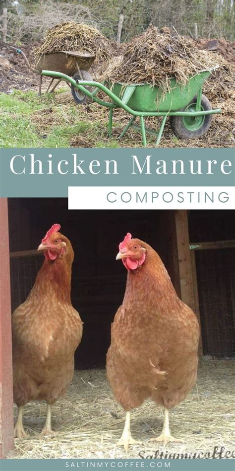 HOW TO COMPOST CHICKEN MANURE - IN JUST 18 DAYS | Chicken manure ...