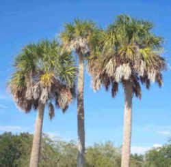 Florida State Tree: Sabal Palm (Cabbage Palmetto) (Arecaceae Sabal palmetto)