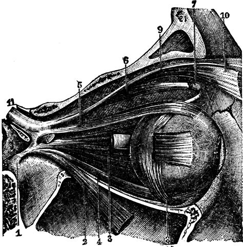 Muscles of the Orbital Region | ClipArt ETC