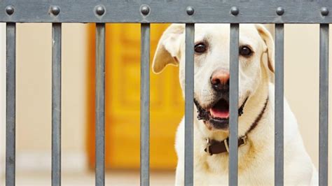 How to Quarantine Your Pet | PetMD