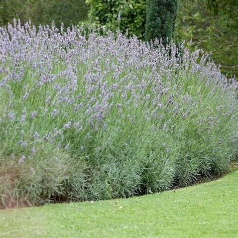 List of Different Types of Lavender Plant with Pictures