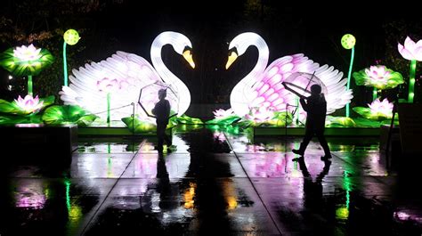 WildLanterns Dazzles at Seattle’s Woodland Park Zoo | ParentMap